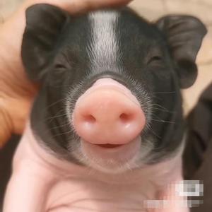 大爱无疆善德永存头像