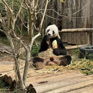 丫丫是我心上熊头像