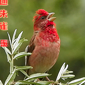 朝天柱头像