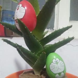 momo的甜果冻头像