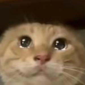 哈鸡猫头像
