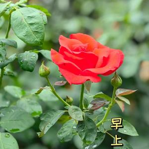 心宽是福不是祸头像