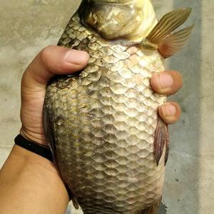 三疯【户外野钓手】头像