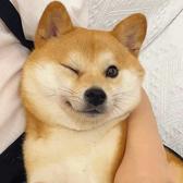 文艺弗朗西斯2N3头像