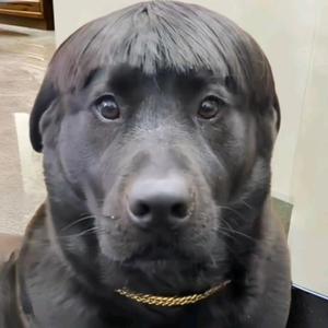 当打头像