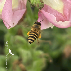 钊蔡锦寶头像