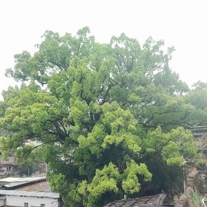 泉州林老板头像