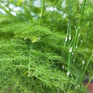 友爱鲸鱼T头像