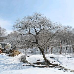 山楂小院