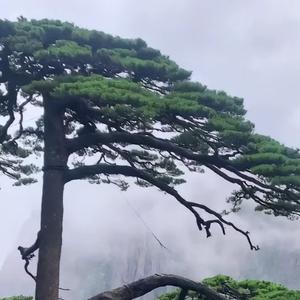 雨松头像