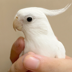 玄宠宿舍 头像