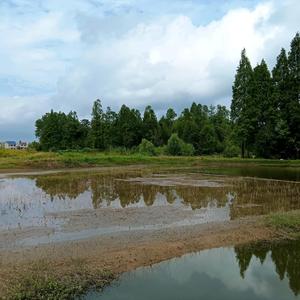 雨中百合X60头像