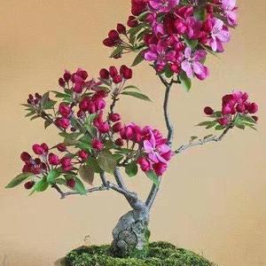 水中月镜中花8F1R