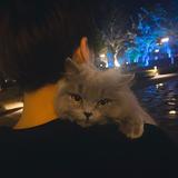 i5逸寒头像