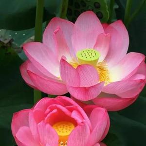 春日送暖头像