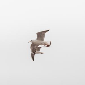 不凡河流LLL头像