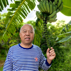 老汉爱种菜头像