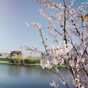 悠闲小红花j头像