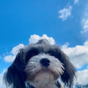 小苹果头像