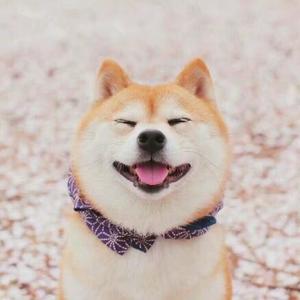 尼古拉斯灯狗蛋头像