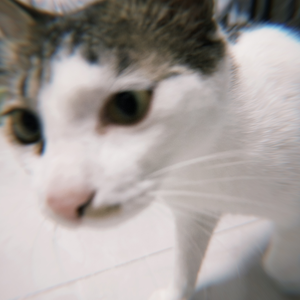 正在烤面包头像