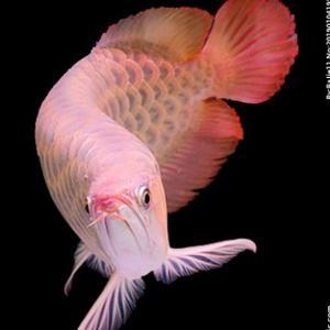 亚嘉高端水族贸易头像