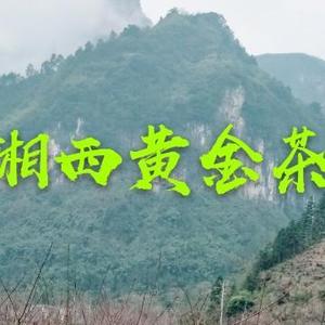 山城标哥头像