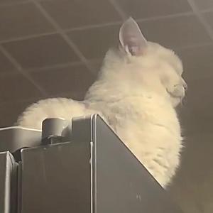 是Icy呀头像
