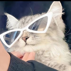河边一只猫头像