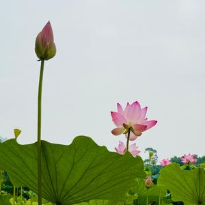 华府六少头像