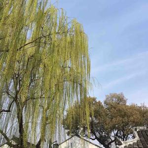 冯姐菇凉头像