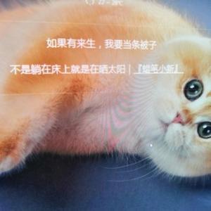 顽强小猫59音乐头像