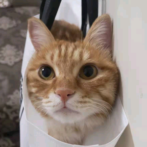十三是只橘猫头像