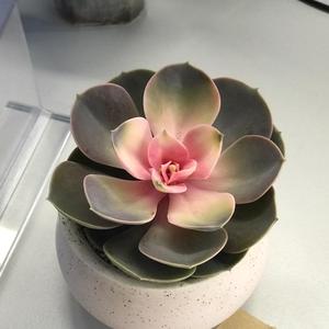 媛子的影视屋头像