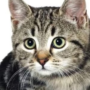 猫銤自媒体头像