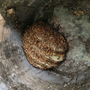 环乡蜜蜂哥（诱蜂技术分享）头像