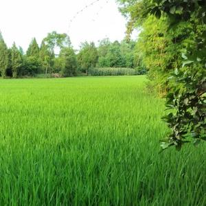 甘甜雨露头像