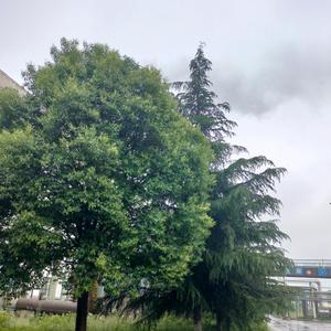 风声水起头像