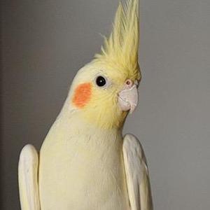 雪谷香爱鸟儿之家 头像