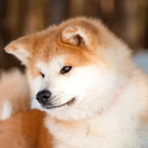 牛魔王喜歡牛牛头像
