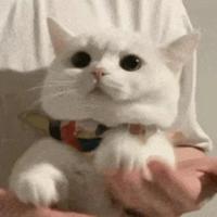 博学多才小鹿提花头像