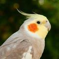 菜鸟强看数码头像