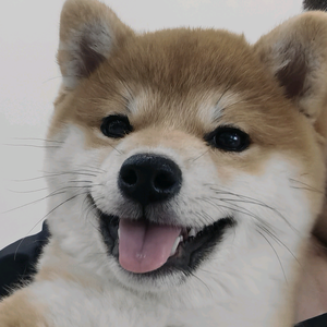 爱柴果果头像