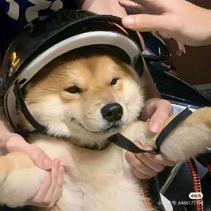 不倒葱头像