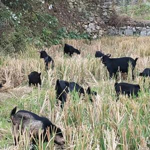 山姑娘农家土货行头像