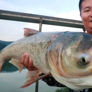 钓江湖（胡）头像