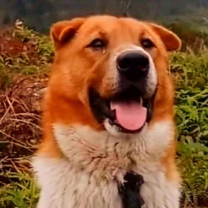 灵犬小黄的个人主页 西瓜视频