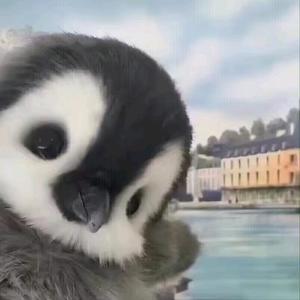 搞笑拉苏头像