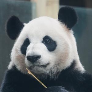 大熊猫小膨胀头像