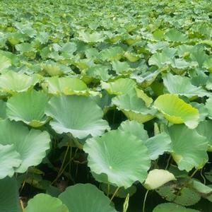 琛哥在路上头像